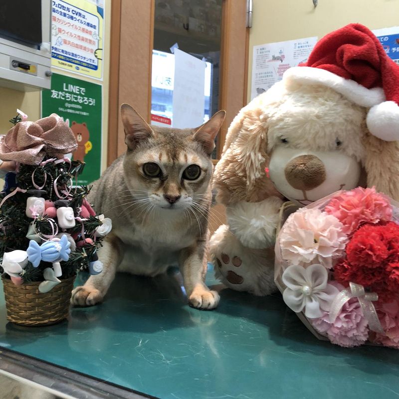 あいあいペットクリニックのアルバイト・バイト求人情報-03