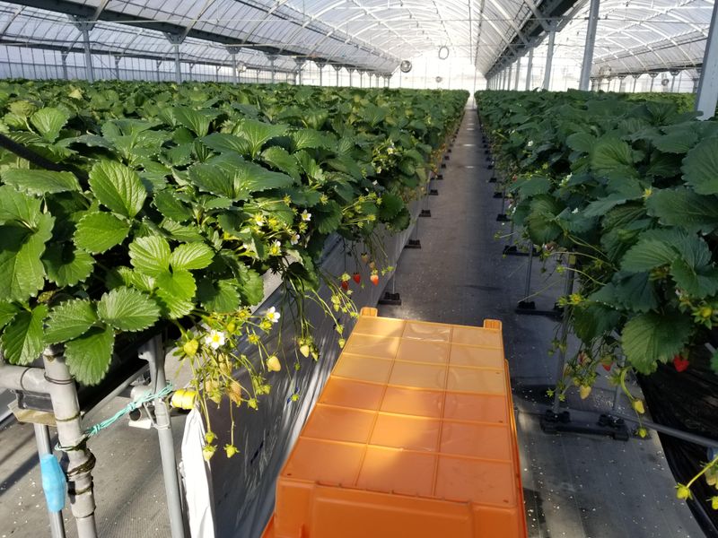 アグリネクスト株式会社のアルバイト・バイト求人情報-03