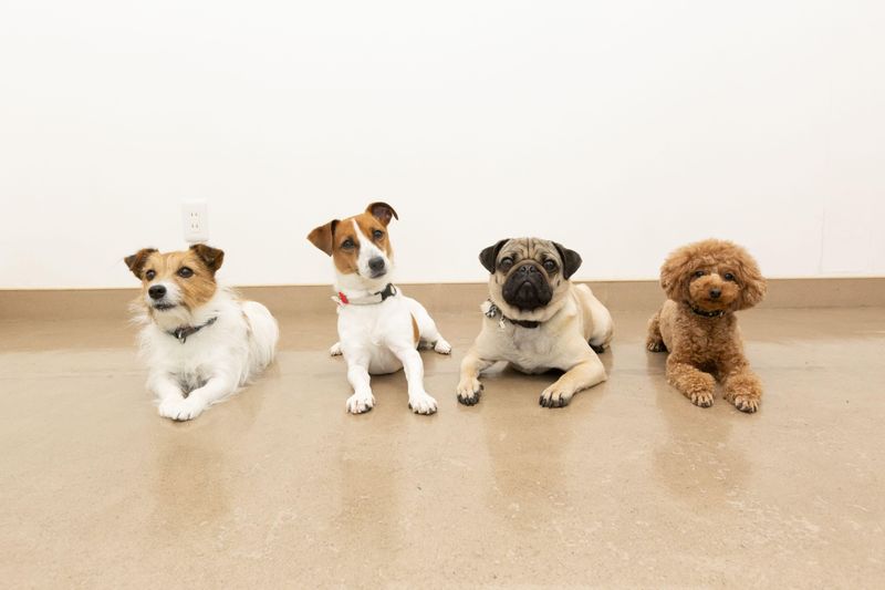 Wankokoのアルバイト・バイト求人情報-01