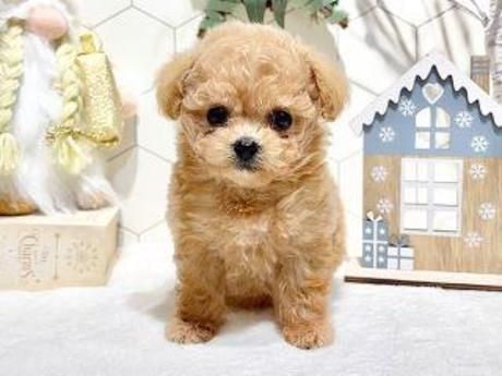 ペッツファースト　&グレイス少額短期保険株式会社のアルバイト・バイト求人情報-04