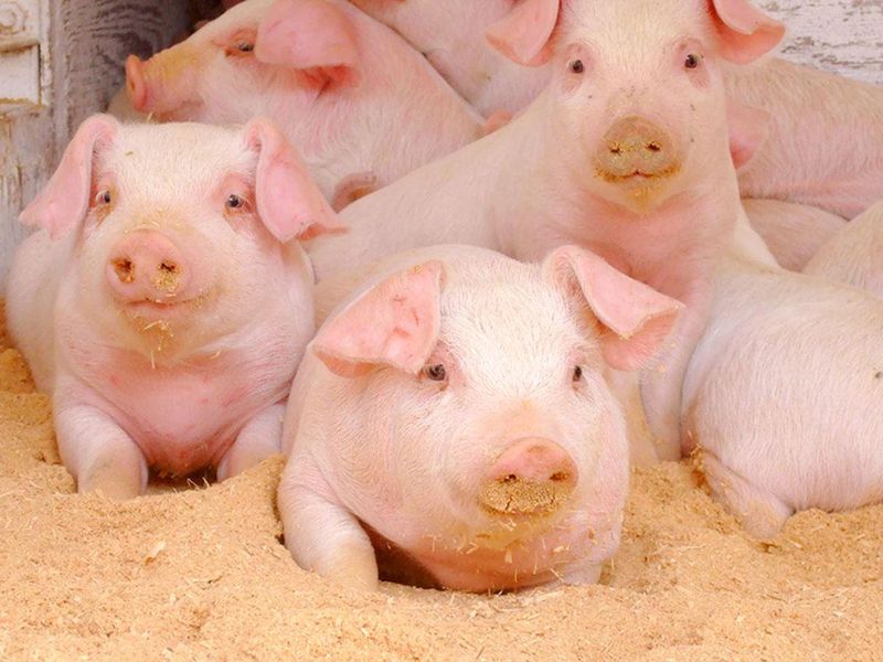 株式会社長島養豚