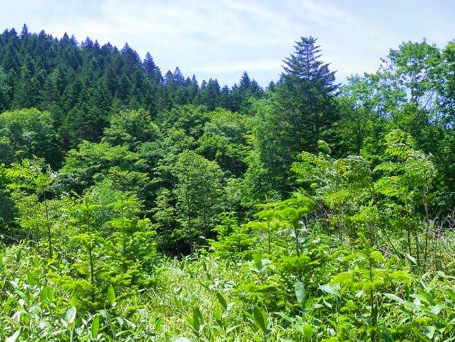 函館造林企業組合の求人・転職情報