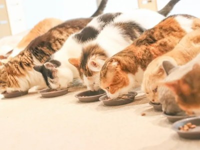 Cat Café MOFF ヨドバシAkiba店のアルバイト・バイト求人情報-02