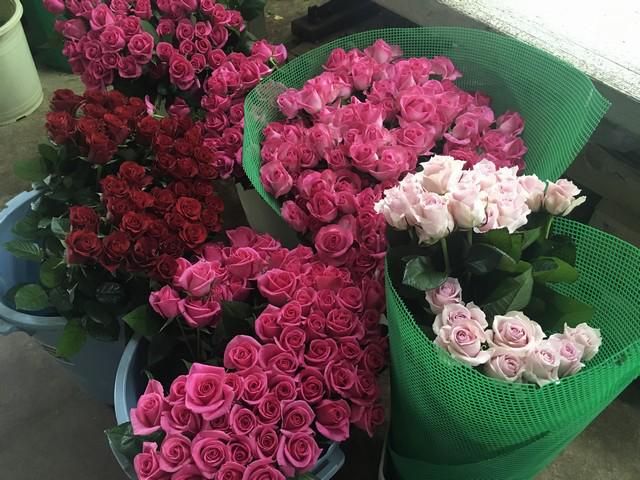 ドリームローズ