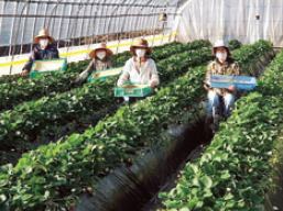 市川いちご園の派遣求人情報