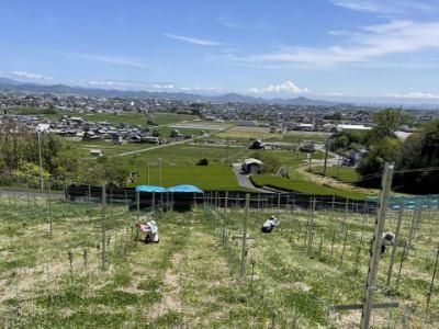 池田ワイナリー(プラスジー株式会社)のアルバイト・バイト求人情報-02