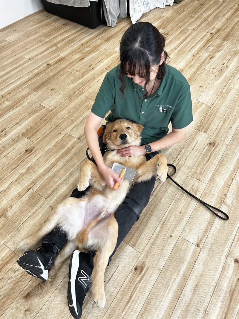 有限会社ディーエルピー