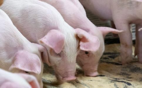 グローバルピッグファーム㈱本社のアルバイト・バイト求人情報-02