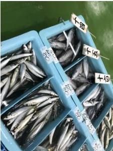 三浦フレッシュの求人情報