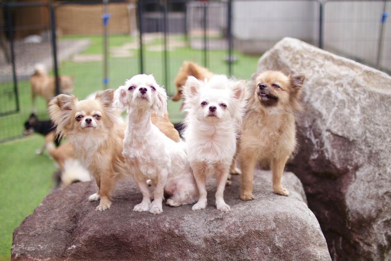 株式会社ONECARAT　ワンキャラット　ブリーディングハウス　御津店のアルバイト・バイト求人情報-03