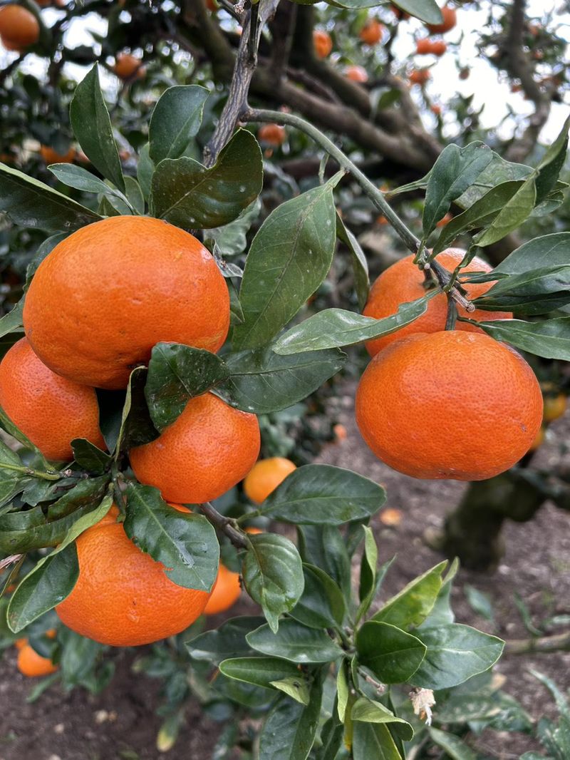 たしろみかん園のアルバイト・バイト求人情報-04