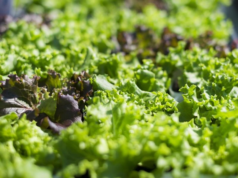 株式会社ベジタブルテックの求人・転職情報