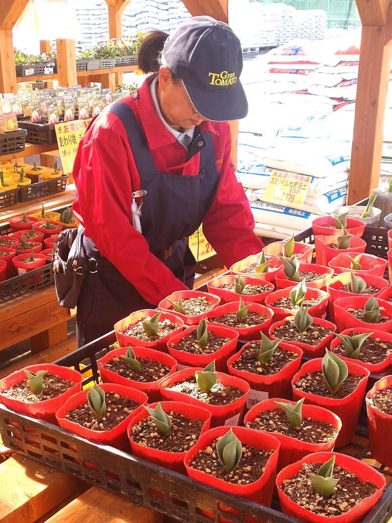 グラントマト　那珂店の派遣求人情報