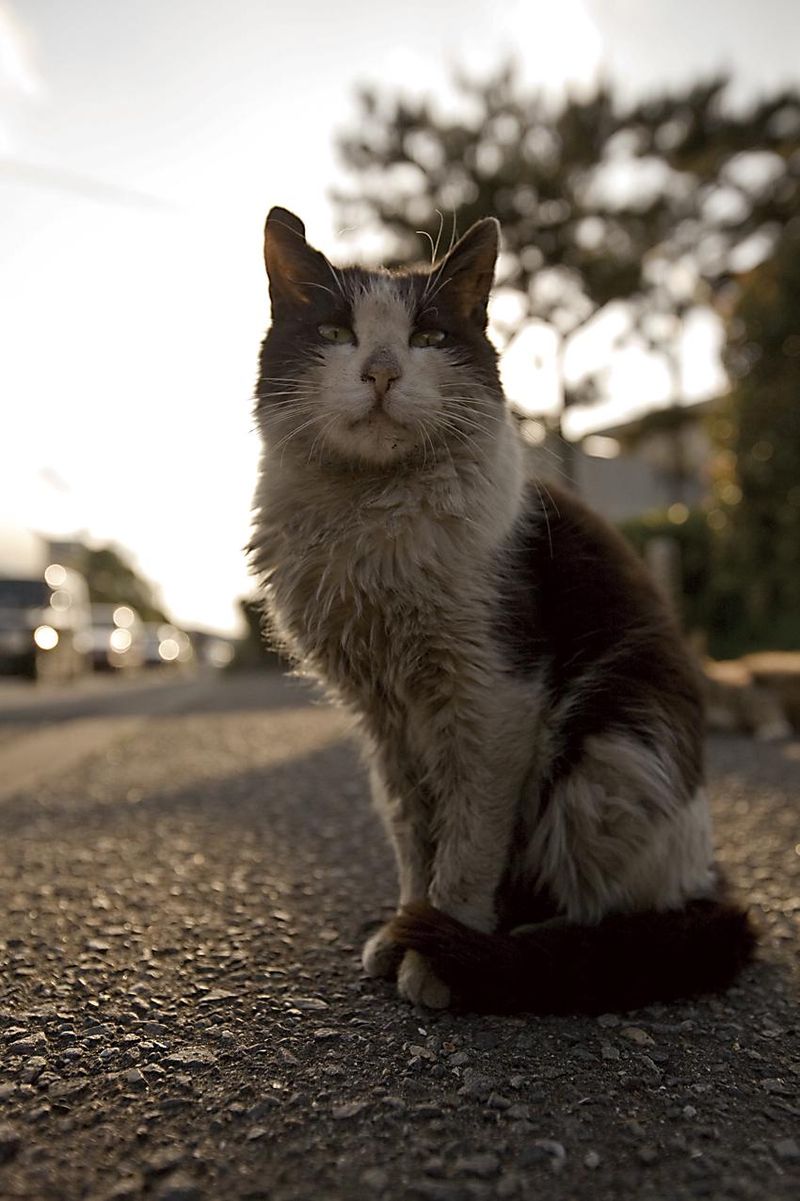 犬のお宿とシャンプーのアルバイト・バイト求人情報-04