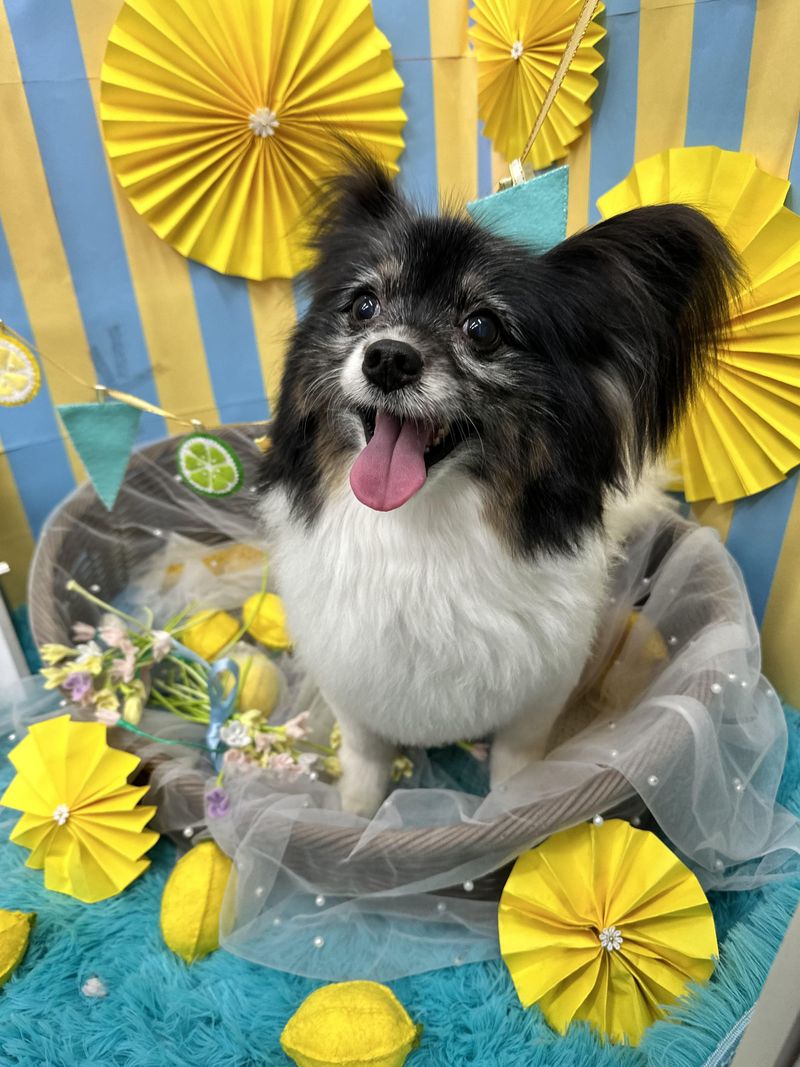 DogSalon againのアルバイト・バイト求人情報-04