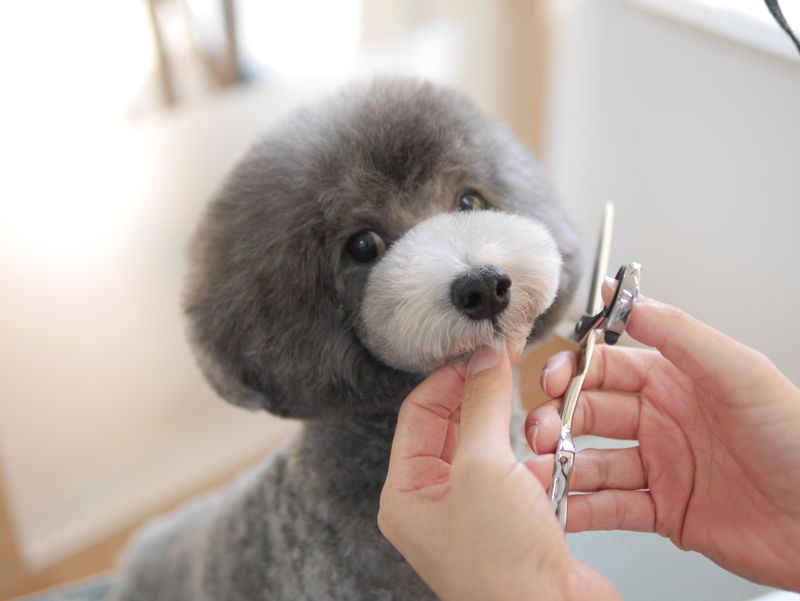 トリミングサロン　アラモード本店のアルバイト・バイト求人情報-04