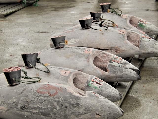 豊洲市場/堺藤(さかふじ)のアルバイト・バイト求人情報-03