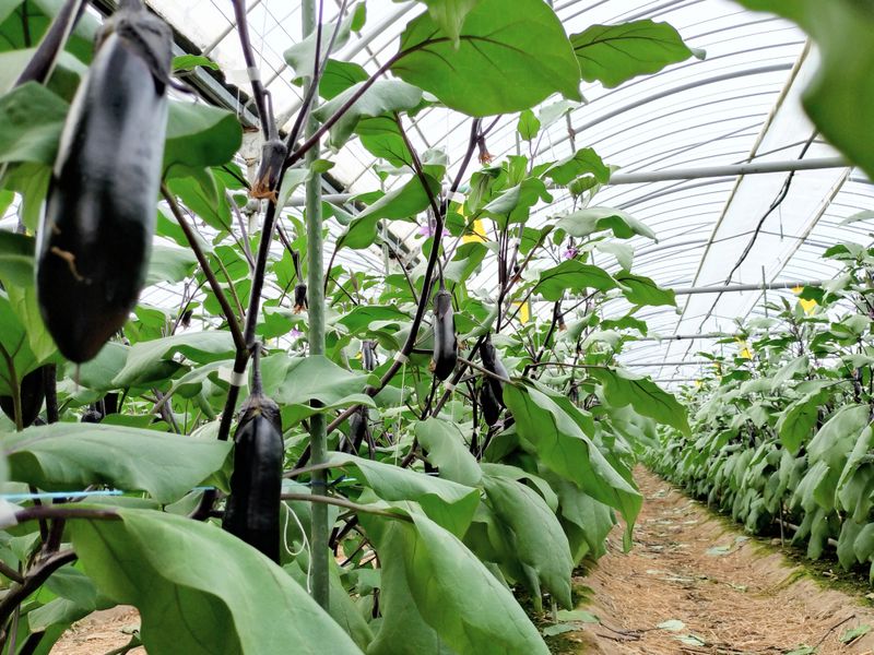 大野農園のアルバイト・バイト求人情報-04