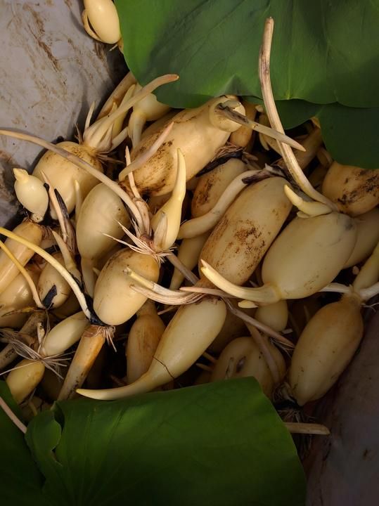 株式会社One vegetableの求人情報