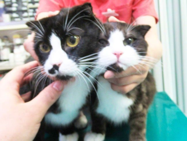 北央どうぶつ病院の求人・転職情報