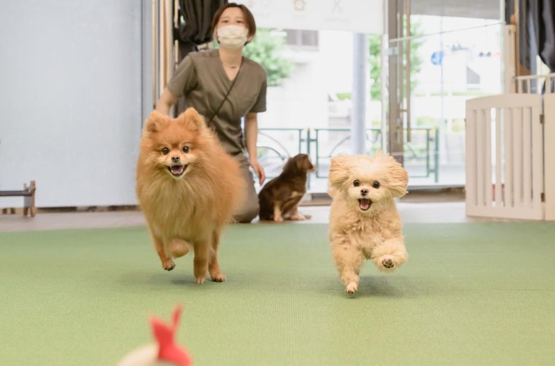 dog funのアルバイト・バイト求人情報-03