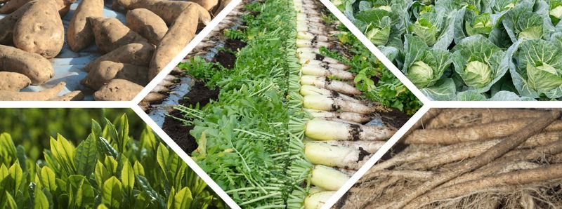株式会社山英野菜のアルバイト・バイト求人情報-04