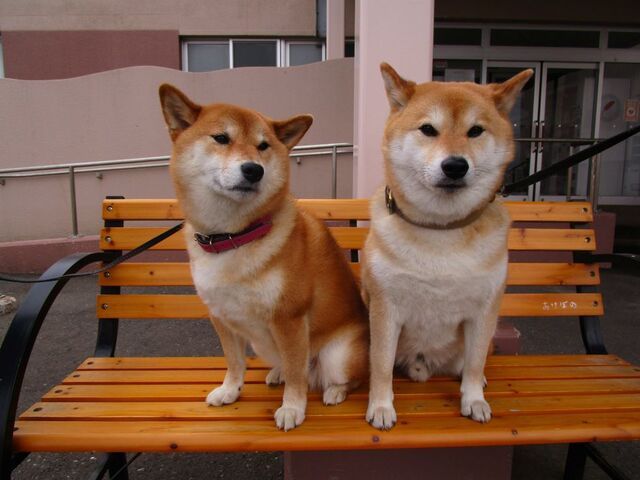 社会福祉法人あけぼの福祉会　岩内あけぼの学園の求人・転職情報