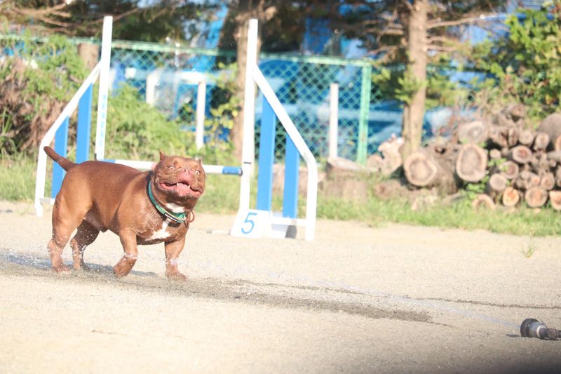 犬の保育園　FIELD Uのアルバイト・バイト求人情報-05