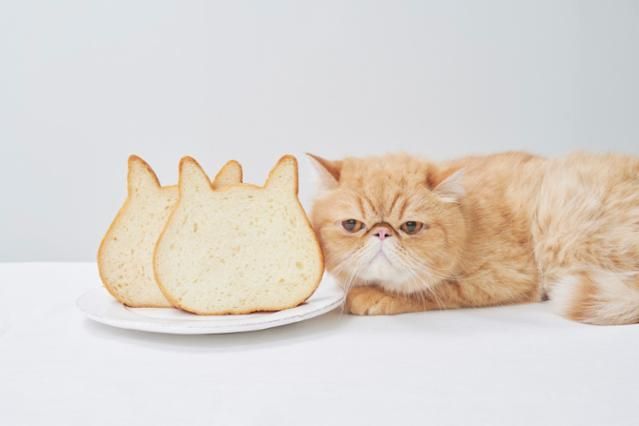 株式会社オールハーツ・カンパニーの求人・転職情報