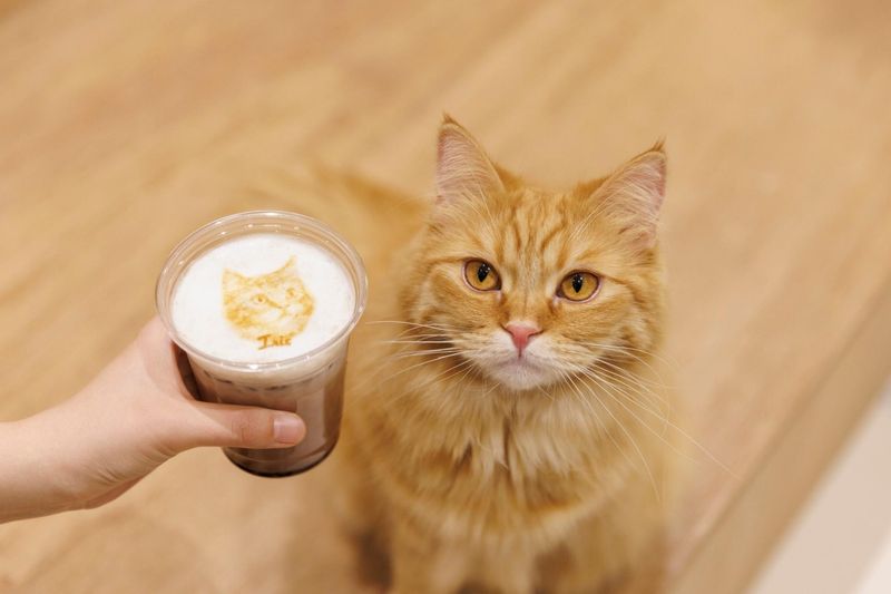 Cat Café MOFF つかしん店のアルバイト・バイト求人情報-06