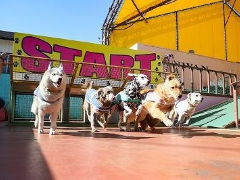 株式会社つくばわんわんランドのアルバイト・バイト求人情報-04