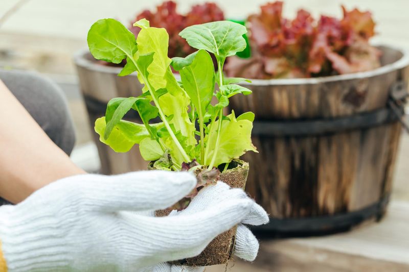社会福祉法人むそうのアルバイト・バイト求人情報-02