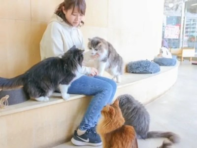 Cat Café MOFF ヨドバシAkiba店のアルバイト・バイト求人情報-04