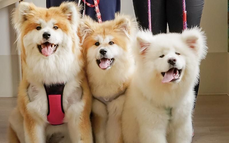 株式会社ケアリーの求人・転職情報