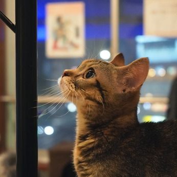 ペットショップCoo&RIKU 新宿三丁目店のアルバイト・バイト求人情報-03