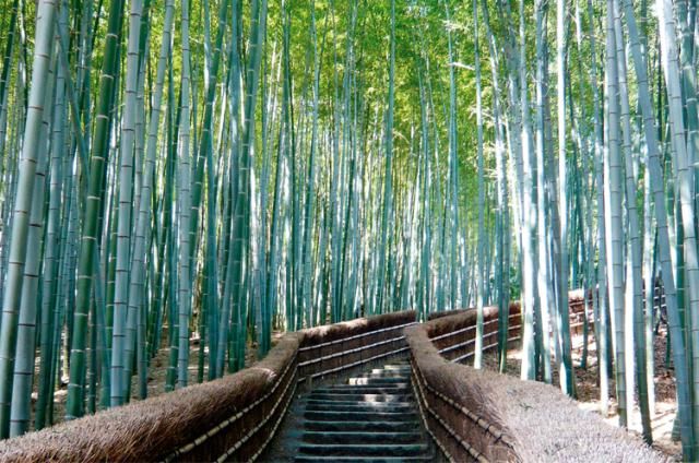 あだし野念佛寺の求人・転職情報