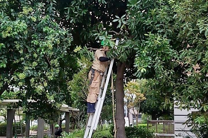 株式会社大和緑化(現場: 東京都板橋区/大学の緑地管理)のアルバイト・バイト求人情報-02