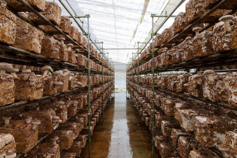 有限会社佐倉きのこ園のアルバイト・バイト求人情報-03