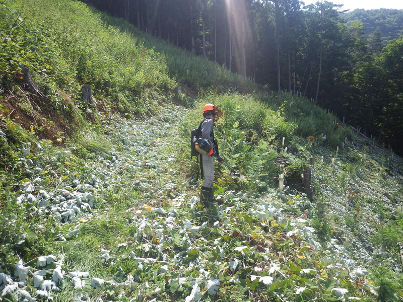 上野村森林組合