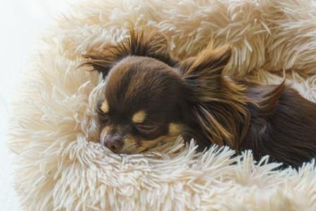 ビバペッツ磐田店のアルバイト・バイト求人情報-03