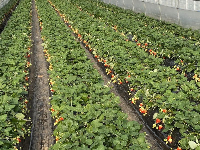 株式会社kiyoshi berryのアルバイト・バイト求人情報-02