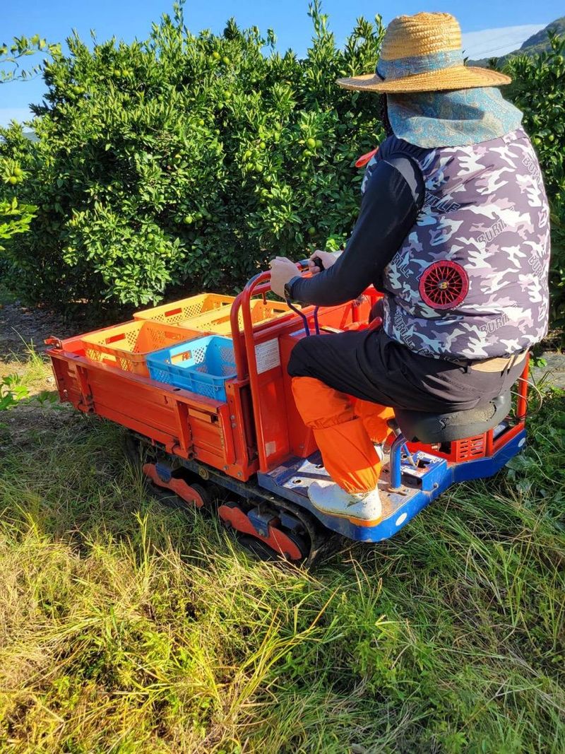 堀尾みかん園の派遣求人情報