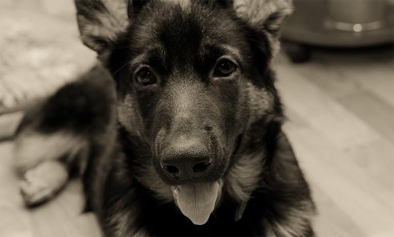 犬のお宿とシャンプーのアルバイト・バイト求人情報-03