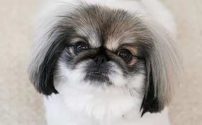 学校法人福岡安達学園　福岡ビジョナリーアーツ