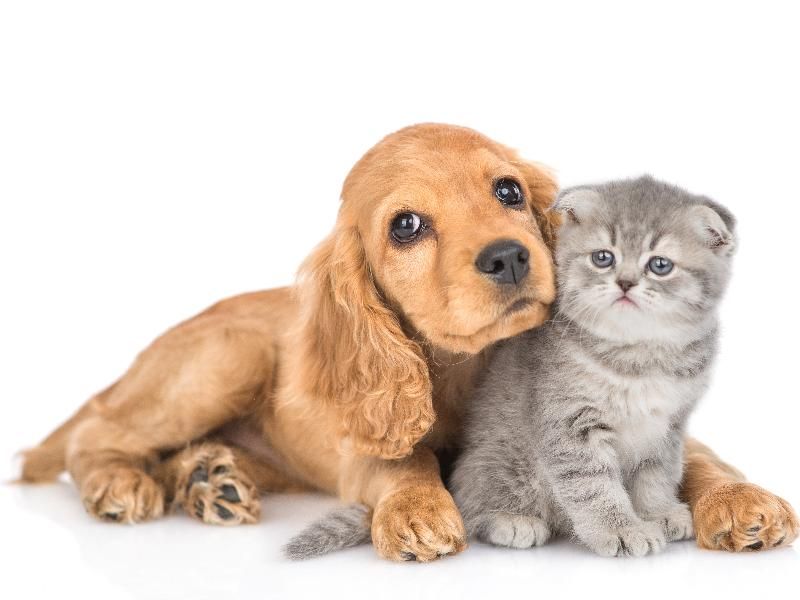 Pet's CLOVER 柏の葉店/php403のアルバイト・バイト求人情報-04