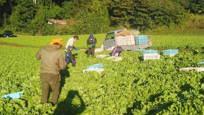 レタス･枝豆農園　髙木のアルバイト・バイト求人情報-02