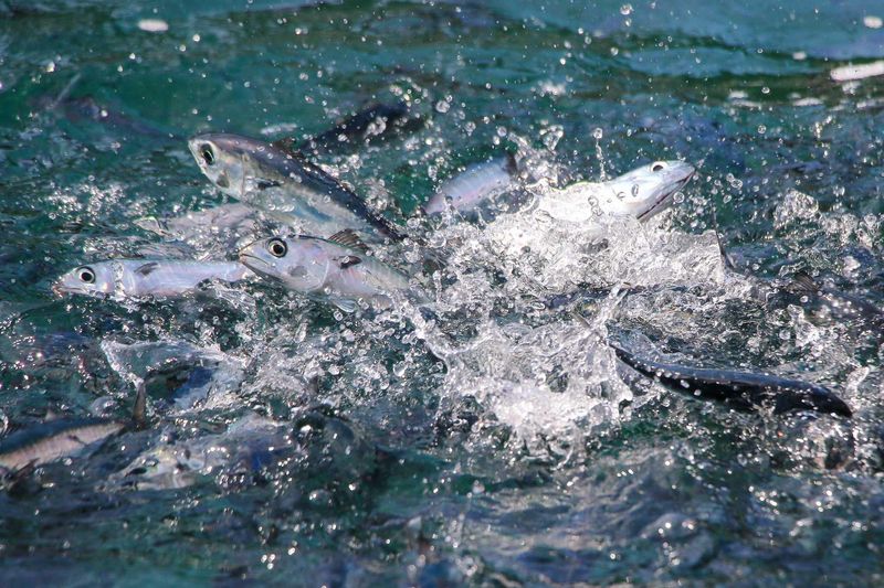 学校法人近畿大学