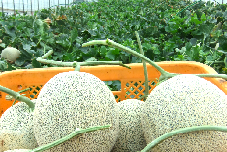 農業法人深作農園有限会社