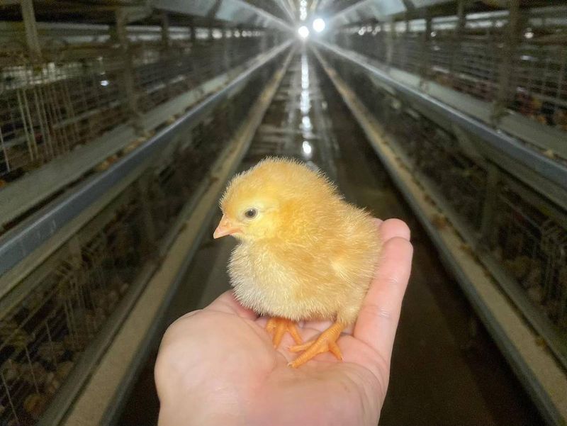 株式会社ユウファーム