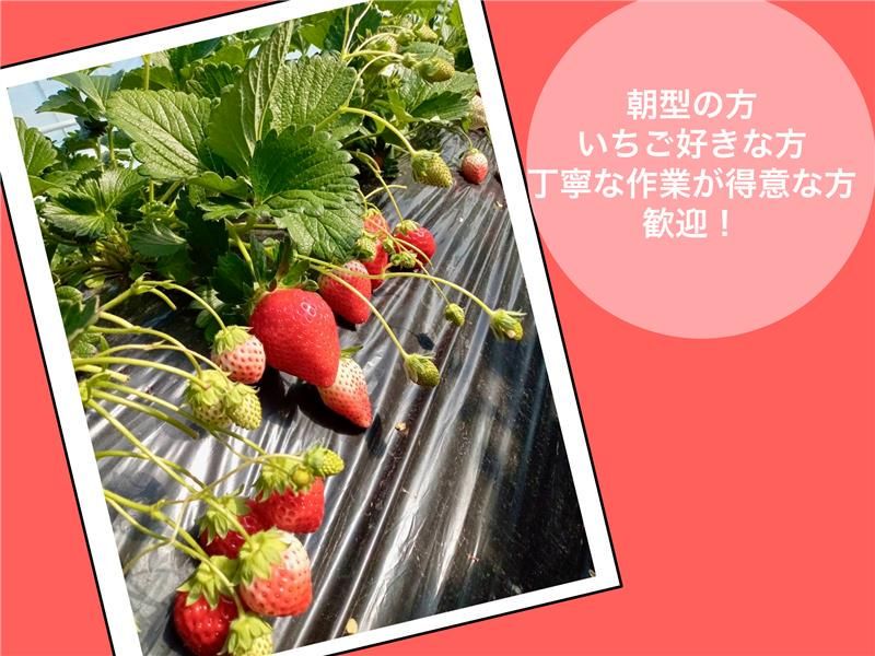 渡辺いちご農園のアルバイト・バイト求人情報-04
